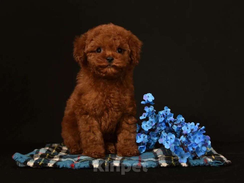 Собаки в других городах Московской области: Щенок мальчик Тедди Пудель Мальчик, 150 000 руб. - фото 4