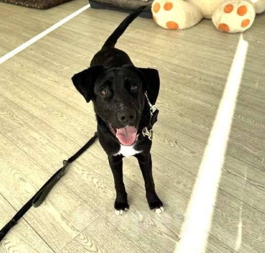 Собаки в Москве: Щенок бесплатно в Москве Мальчик, Бесплатно - фото 7