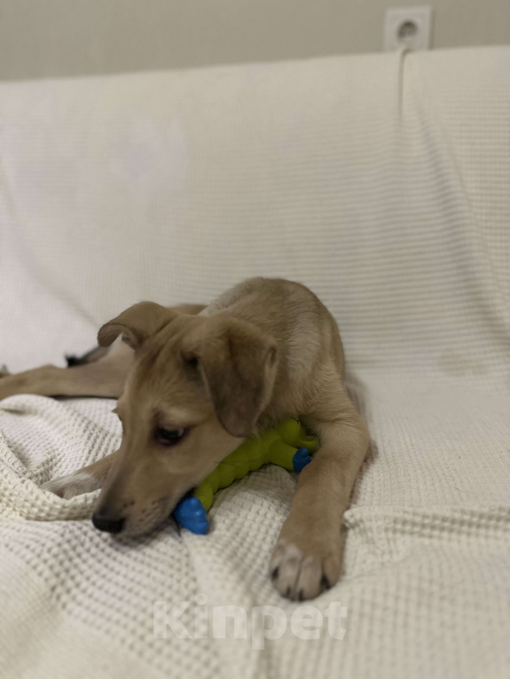 Собаки в Уфе: Щенок Девочка, Бесплатно - фото 1