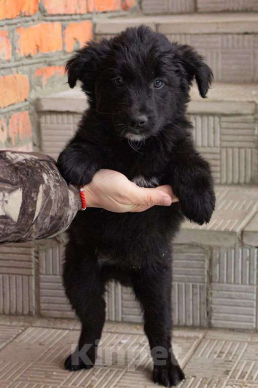 Собаки в Кашире: Альма: маленькое чудо, которое выжило вопреки всему 🐾 Девочка, Бесплатно - фото 1