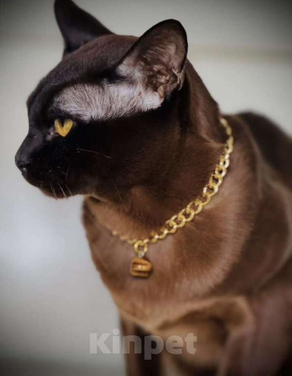 Кошки в Екатеринбурге: Бурманские клубные котята Мальчик, Бесплатно - фото 6