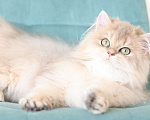 Кошки в Владивостоке: Длинношерстный котенок драгоценного окраса Мальчик, 80 000 руб. - фото 2