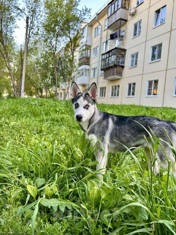Собаки в Екатеринбурге: Щенок хаски Девочка, 8 000 руб. - фото 3