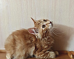 Кошки в Владивостоке: Котята Курильского бобтейла. Продажа и резерв Разнополые, 20 000 руб. - фото 7
