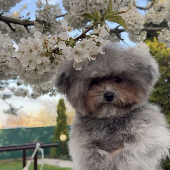 Тедди пудель Китай