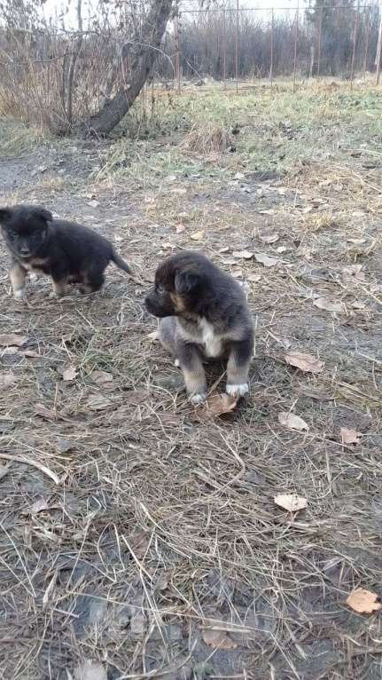 Собаки в Мыске: Щенок лайки Мальчик, Бесплатно - фото 5