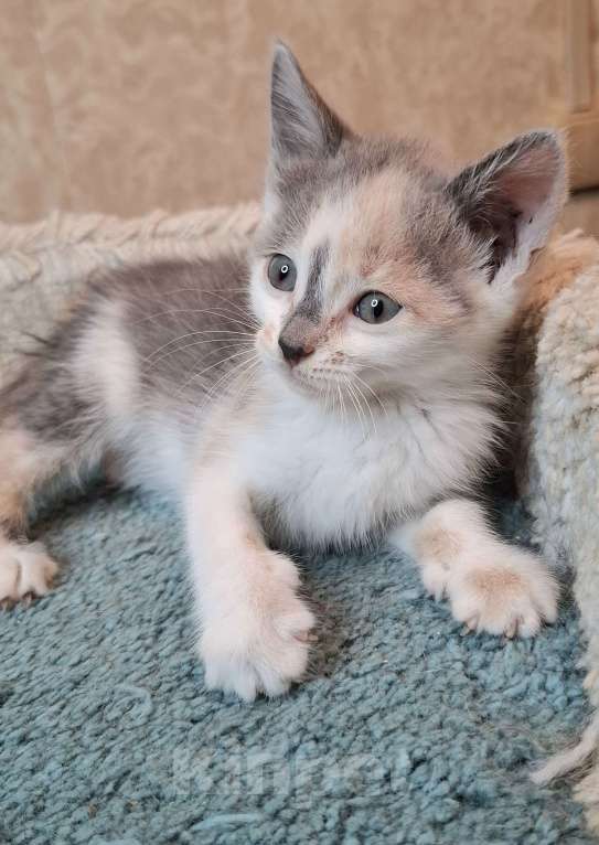 Кошки в Москве: Котёнок с ромбиком на носу в добрые руки  Девочка, Бесплатно - фото 7