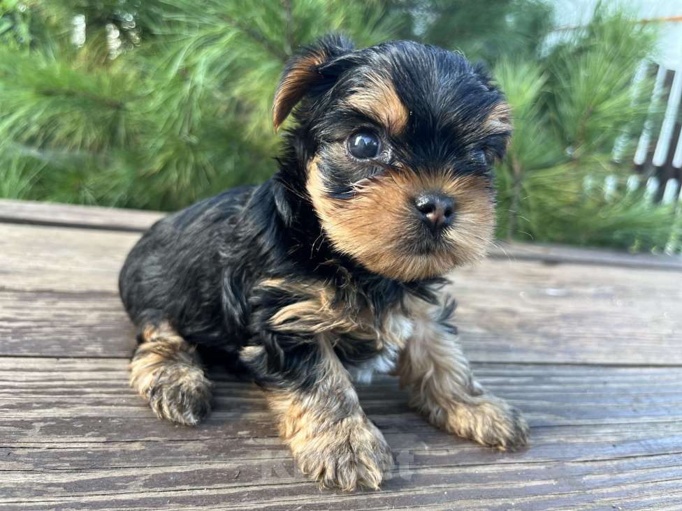Собаки в Новосибирске: Йоркширский терьер щенки Мальчик, 50 000 руб. - фото 3