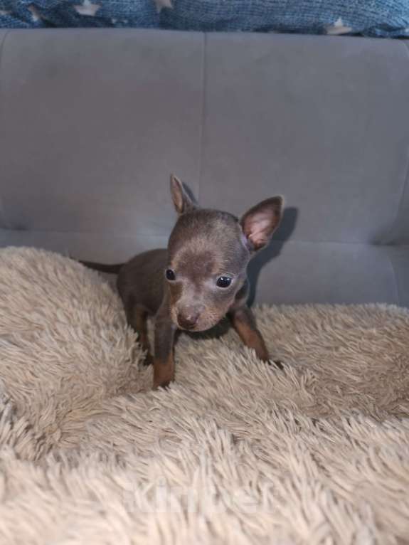 Собаки в Ейске: Лиловое чудо Мальчик, 25 000 руб. - фото 3