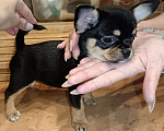 Собаки в Москве: Щенок чихуахуа девочка к/ш Девочка, 80 000 руб. - фото 2
