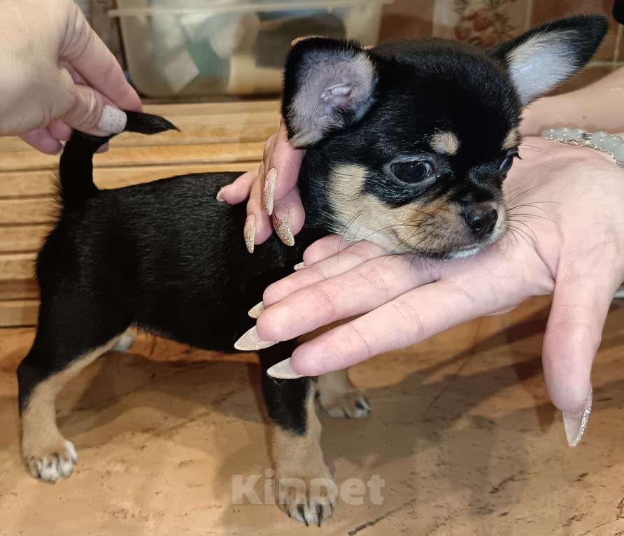 Собаки в Москве: Щенок чихуахуа девочка к/ш Девочка, 80 000 руб. - фото 2