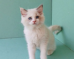 Кошки в Пензе: Котёнок девочка породы Рэгдолл - Beatrice Девочка, 65 000 руб. - фото 2
