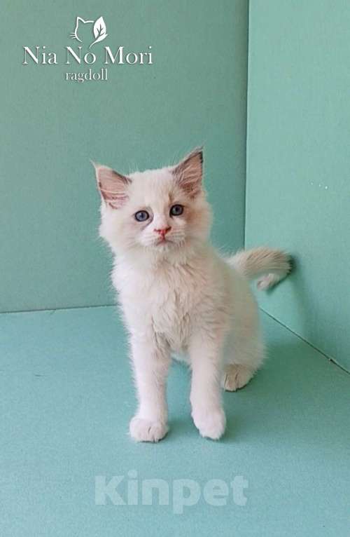 Кошки в Пензе: Котёнок девочка породы Рэгдолл - Beatrice Девочка, 65 000 руб. - фото 2
