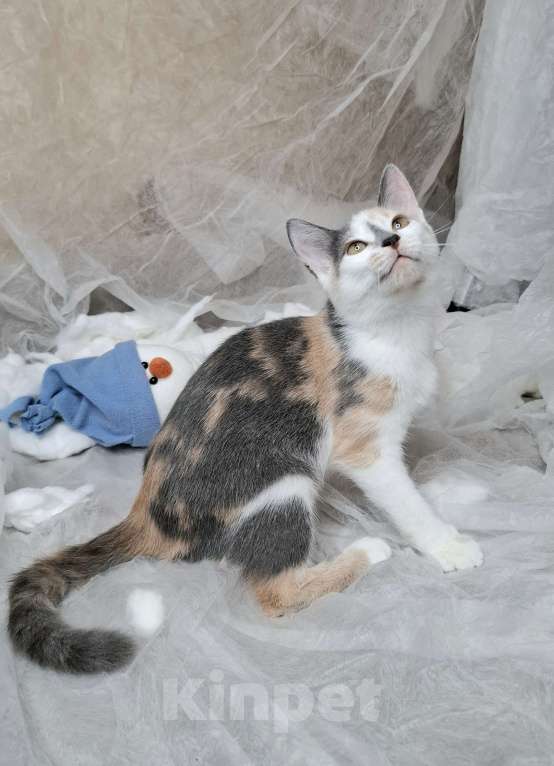 Кошки в Москве: Котёнок с ромбиком на носу в добрые руки  Девочка, Бесплатно - фото 3