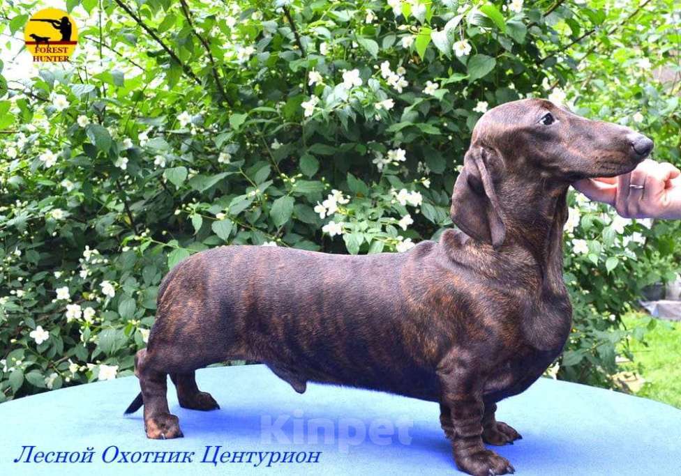 Собаки в Москве: Щенки таксы стандартной Мальчик, 50 000 руб. - фото 4