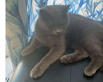 Кошки в Москве: Кошка Девочка, Бесплатно - фото 1