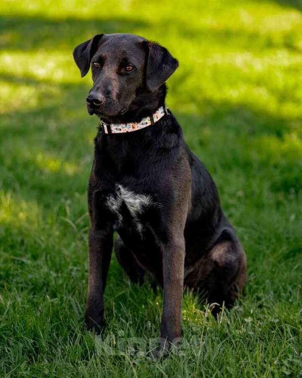 Собаки в Москве: Чудесная собачка Шоколадка ищет дом. Девочка, Бесплатно - фото 9