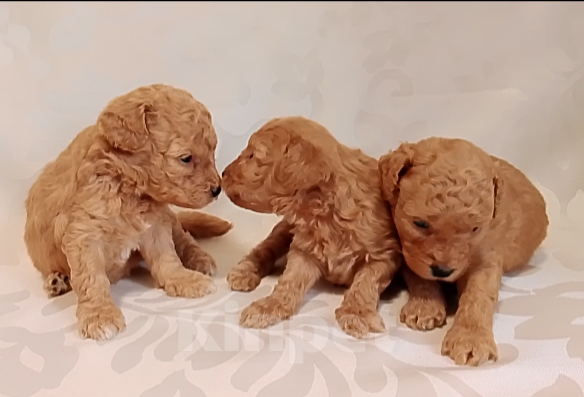 Собаки в Шахте: Щенки пуделя миниатюра. Разнополые, 45 000 руб. - фото 1