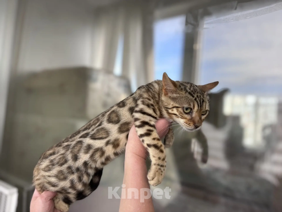 Кошки в Санкт-Петербурге: Бенгальский котёнок Девочка, 40 000 руб. - фото 3