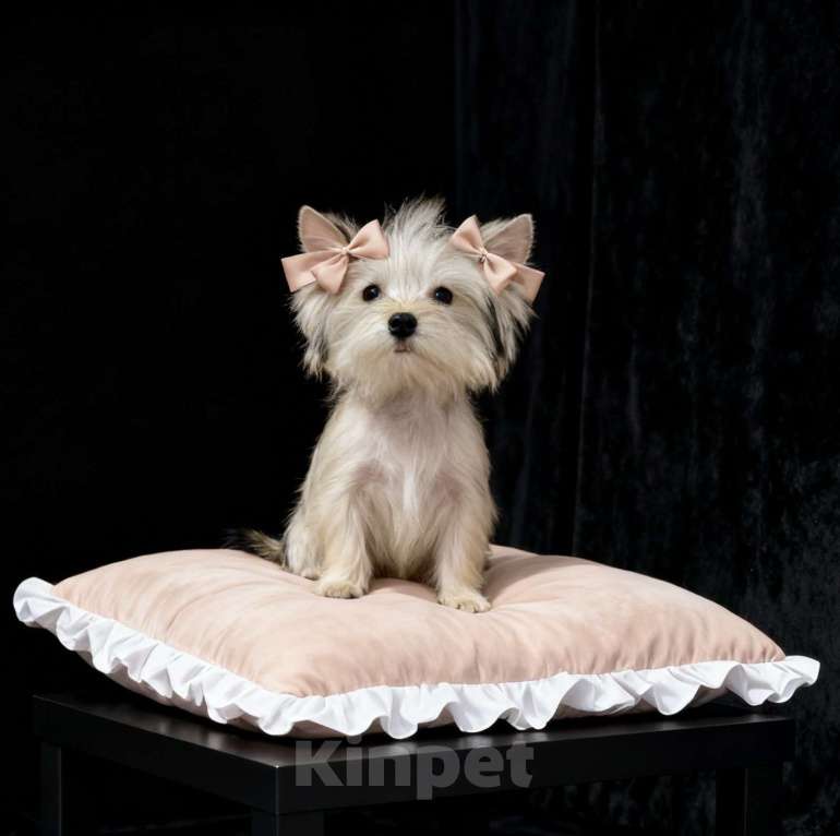 Собаки в Москве: Подрощенный йорк мини девочка золотая Девочка, 70 000 руб. - фото 4