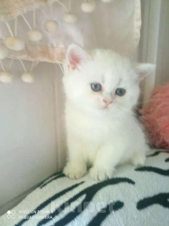 Кошки в Уфе: Британский короткошерстный котенок Девочка, Бесплатно - фото 3