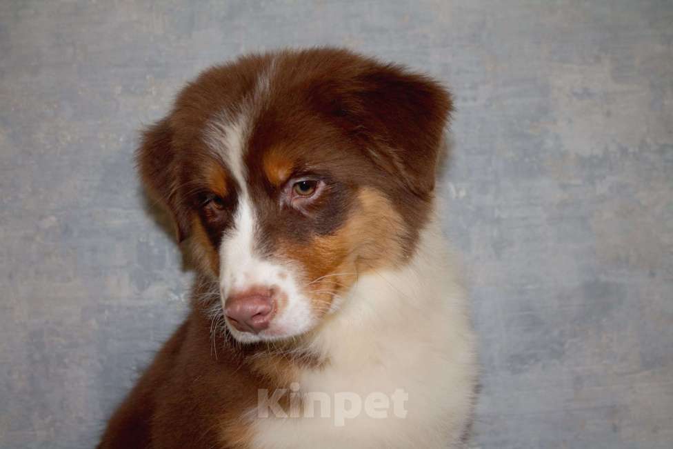 Собаки в других городах Московской области: Австралийская овчарка Мальчик, 50 000 руб. - фото 7