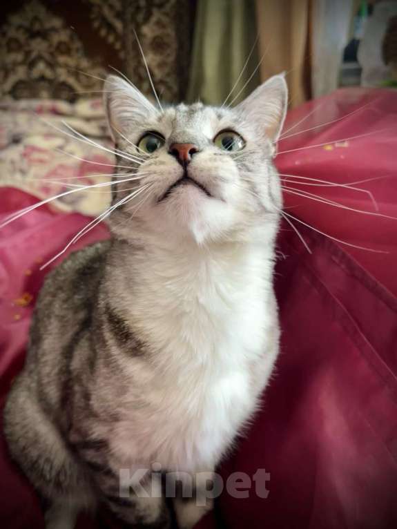 Кошки в Москве: Снежно-серебристый кот Буся в дар Мальчик, 1 руб. - фото 3