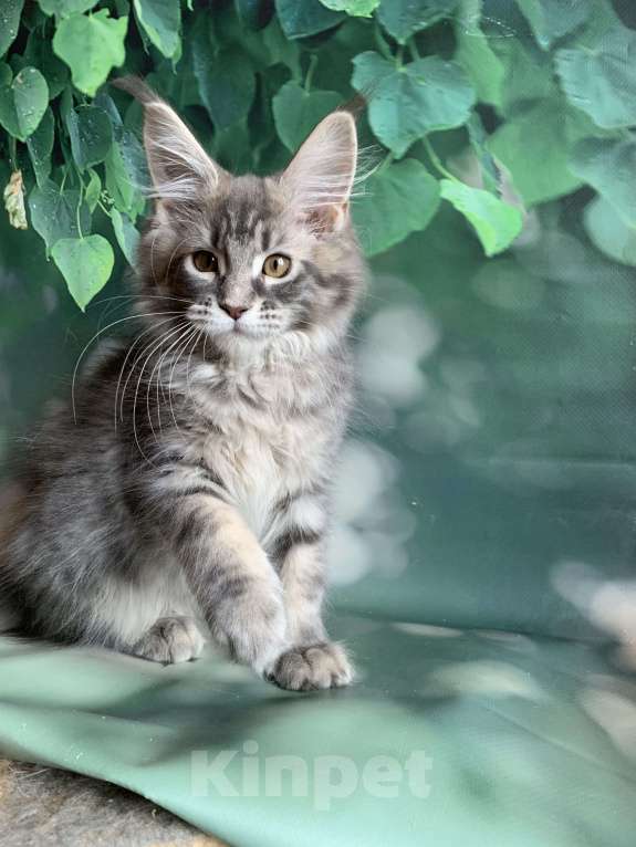 Кошки в Санкт-Петербурге: Котята мейн кун Мальчик, 50 000 руб. - фото 10