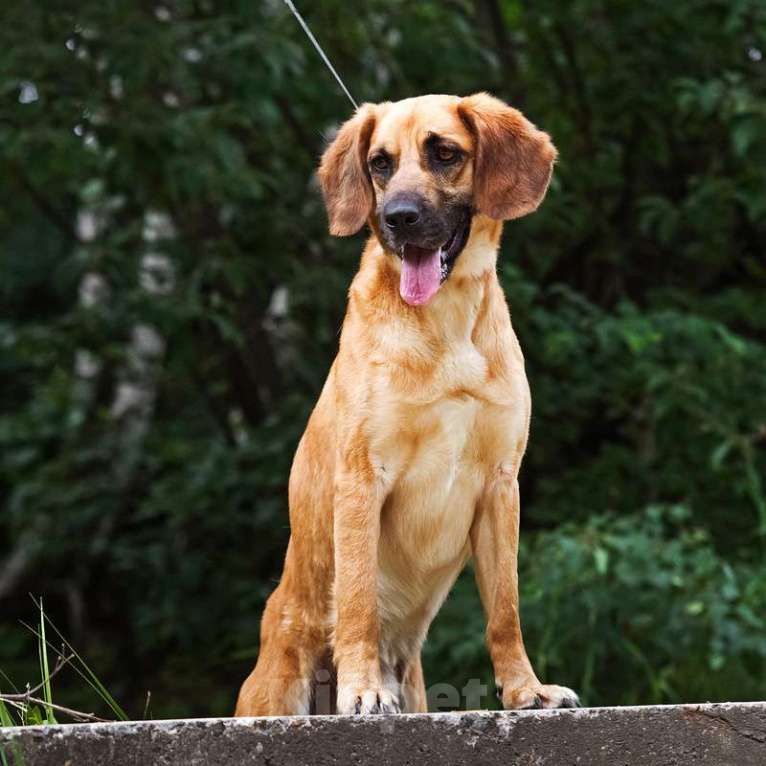 Собаки в Москве: Рыжий спаниель Ларсен в добрые руки Мальчик, Бесплатно - фото 3