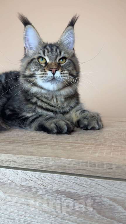 Кошки в Москве: Кошка МСО n22 Девочка, 70 000 руб. - фото 6