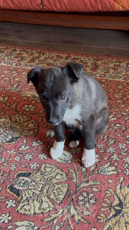 Собаки в Липецке: Щенки в добрые руки  Мальчик, Бесплатно - фото 4