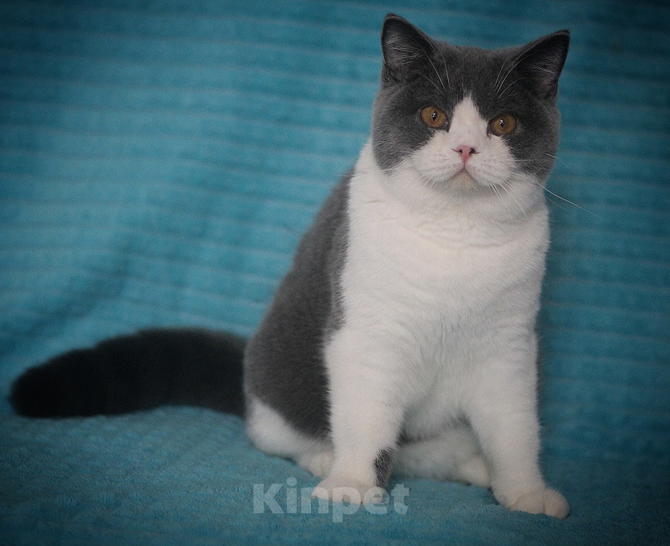 Кошки в Магнитогорске: Chelsi Marshmallow Девочка, 35 000 руб. - фото 2