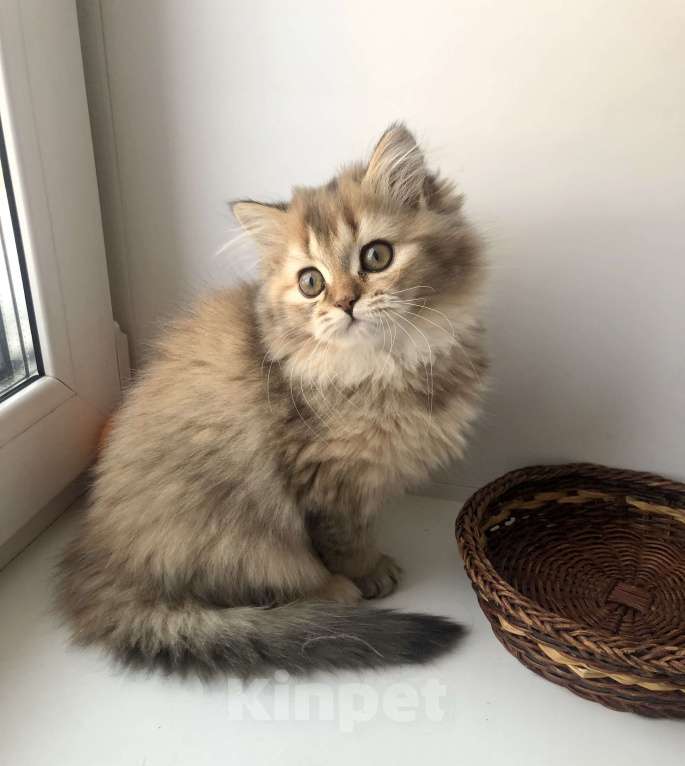 Кошки в Новосибирске: Шотландская кошка Девочка, 15 000 руб. - фото 4