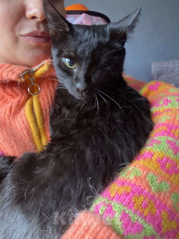 Кошки в Москве: Кошечка Девочка, Бесплатно - фото 10