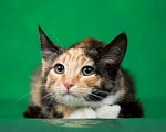 Кошки в Люберцах: Котёнок Кимико в добрые руки Девочка, 1 руб. - фото 1