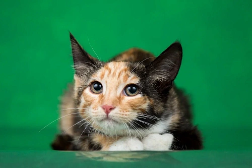 Объявление: Котёнок Кимико в добрые руки, 1 руб., Люберцы
