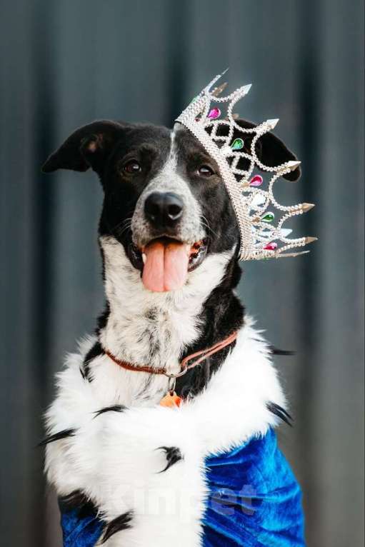 Собаки в Москве: Цирковой пёс Барни в добрые руки Мальчик, 1 руб. - фото 1