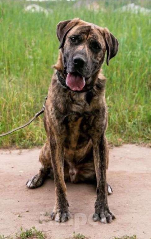 Собаки в Москве: Роскошный канарский дог по имени Лорд в добрые руки Мальчик, Бесплатно - фото 3