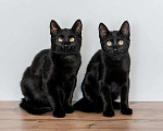 Кошки в Москве: Милые чёрные котята в добрые руки Мальчик, 1 руб. - фото 1