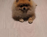 Собаки в Уфе: Кобель вязка Мальчик, 10 руб. - фото 1