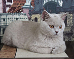 Кошки в Ульяновске: Британский котенок Мальчик, 25 000 руб. - фото 2