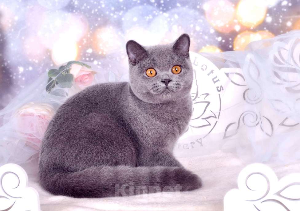 Кошки в Санкт-Петербурге: Британский котик классического голубого окраса Мальчик, 55 000 руб. - фото 7