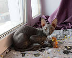 Кошки в Красноярске: кот фиолетовый Мальчик, 46 199 руб. - фото 3