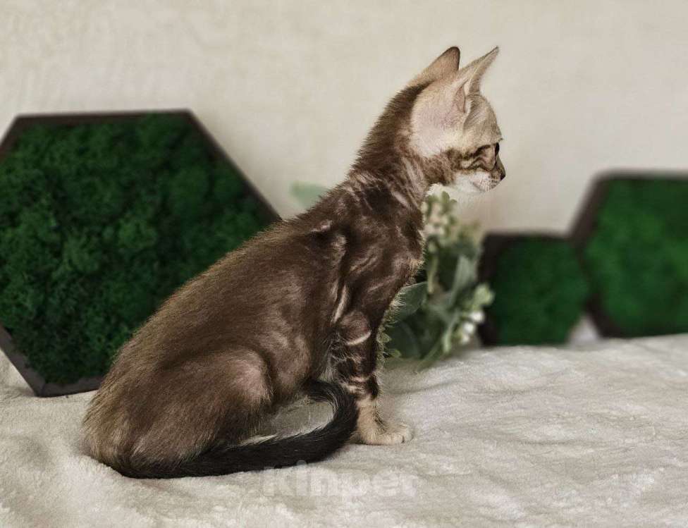 Кошки в Кирове: Бенгальский котенок Мальчик, 25 000 руб. - фото 3