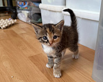 Кошки в Санкт-Петербурге: Котята в добрые руки Разнополые, Бесплатно - фото 1