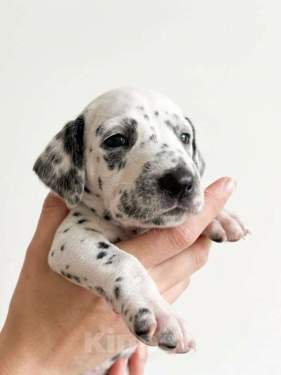 Собаки в Иркутске: Щенок далматина (девочка) Девочка, 35 000 руб. - фото 2