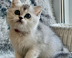 Кошки в Киселевске: Шотландские котята Девочка, 20 000 руб. - фото 2