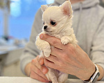 Собаки в Всеволожске: Длинношерстный щенок Мальчик, 35 000 руб. - фото 2