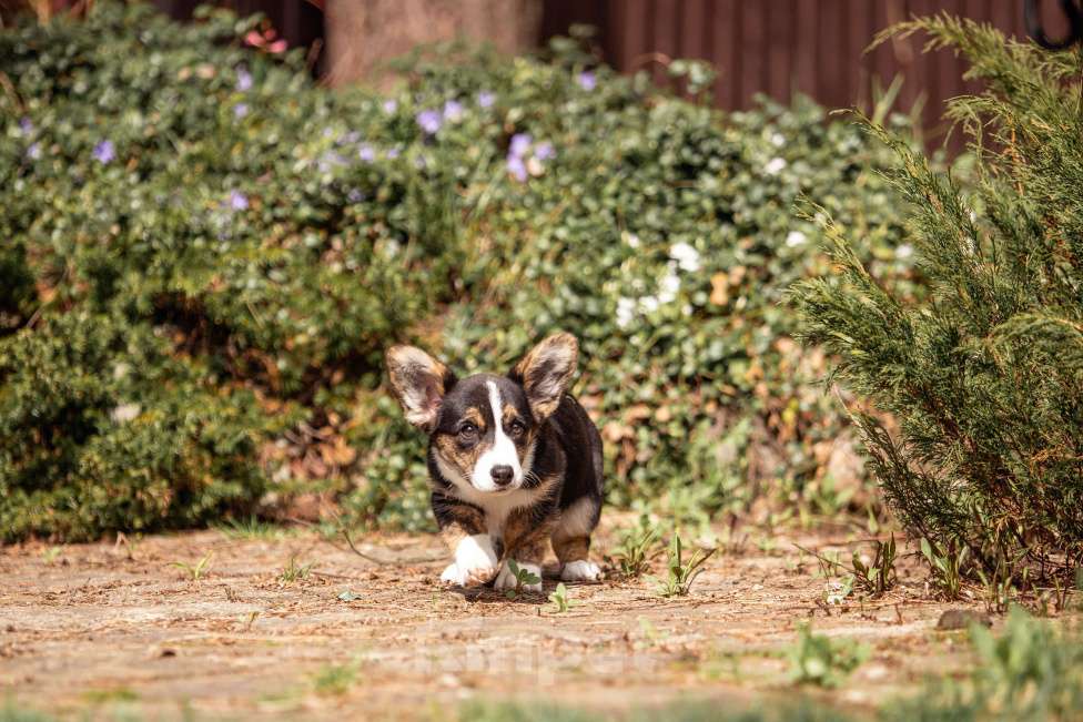 Собаки в Москве: Роскошная девчонка корги Девочка, 60 000 руб. - фото 7