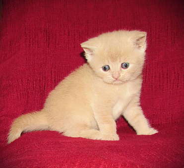 шотландский кремовый котик